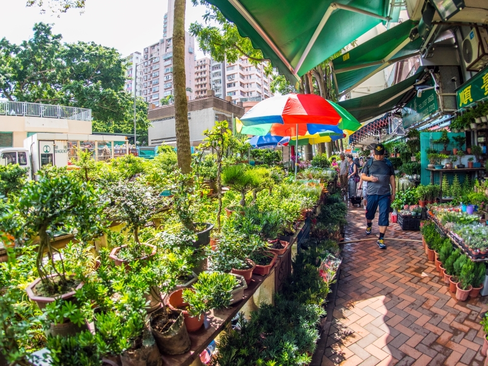  旺角花墟的花店在街上擺放的盆栽