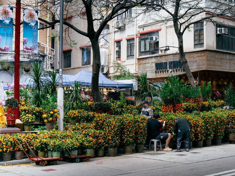 旺角花墟的花店在街上擺放的年桔