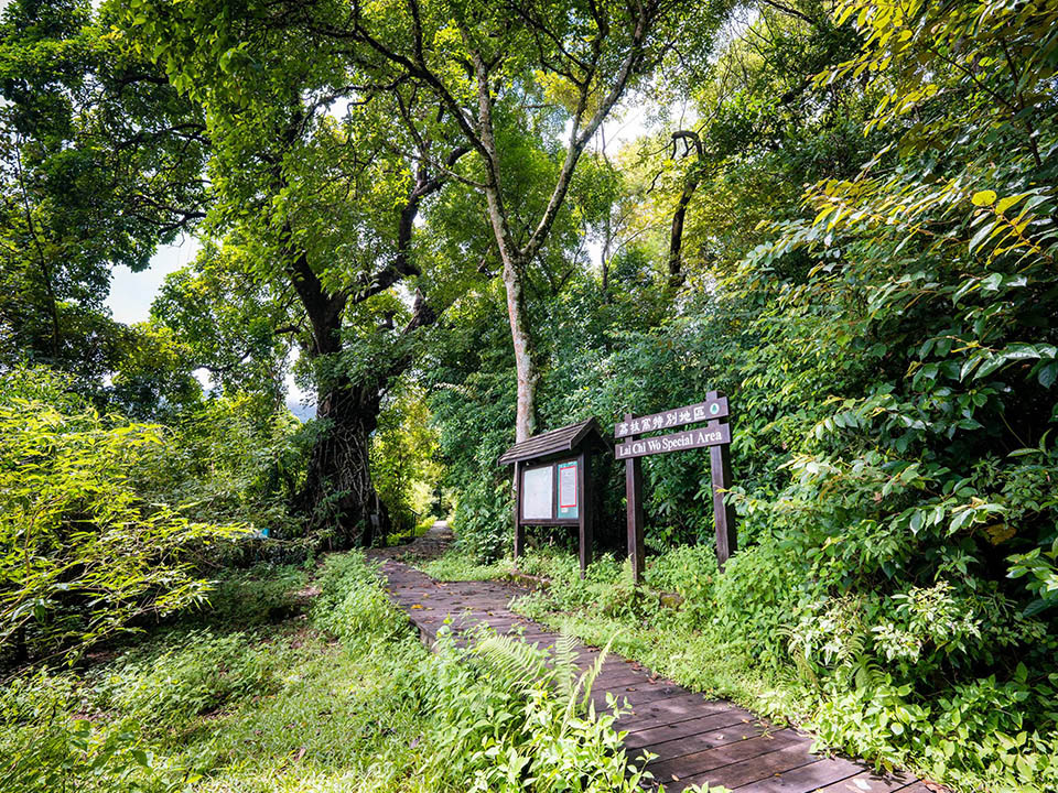 ecological fung shui woods