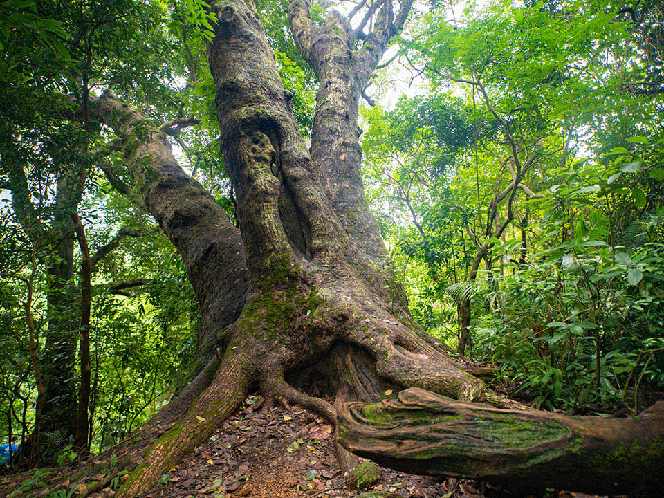 lush and dense forest trail
