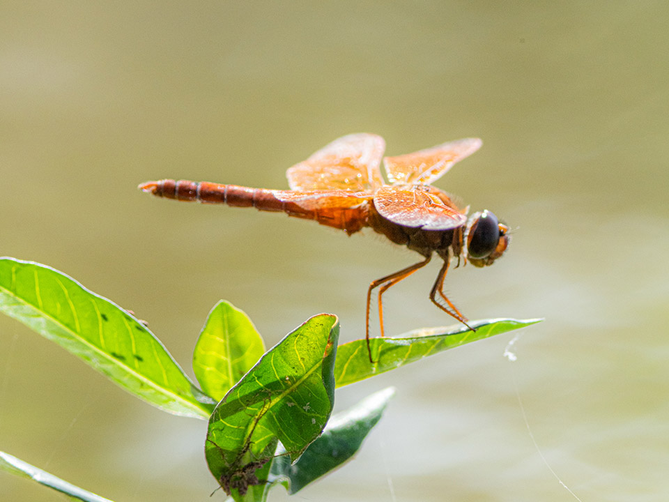 Dragonfly thriving in wetland habitat
