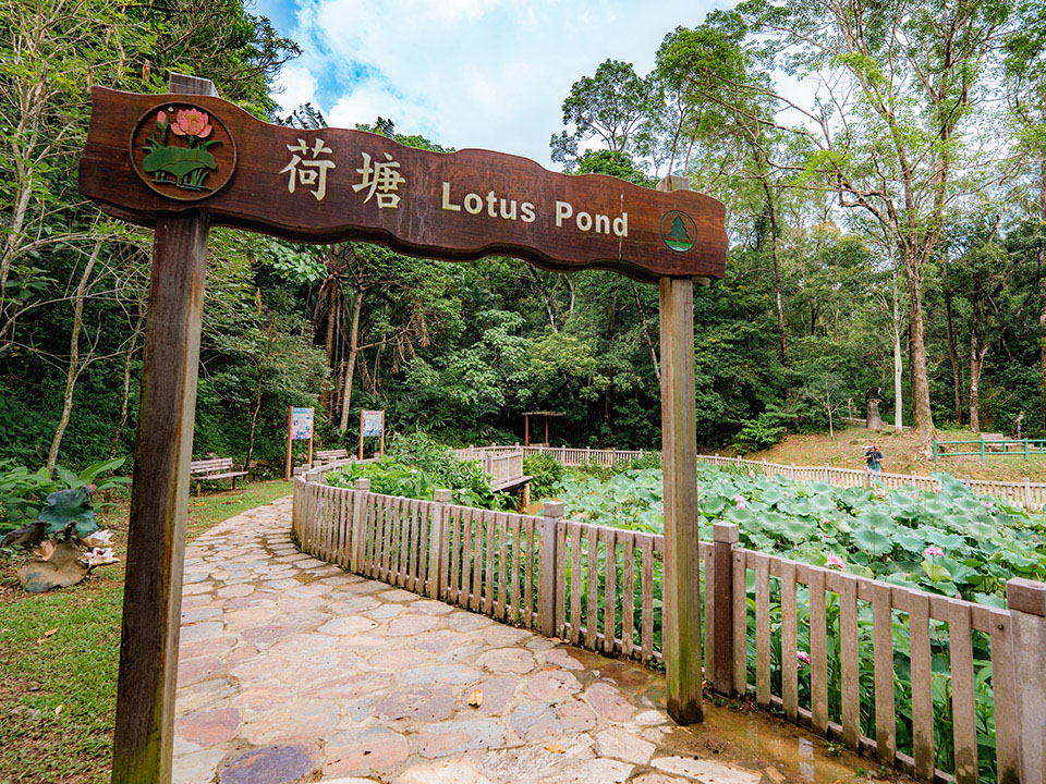 Serene homage to the Lotus Pond
