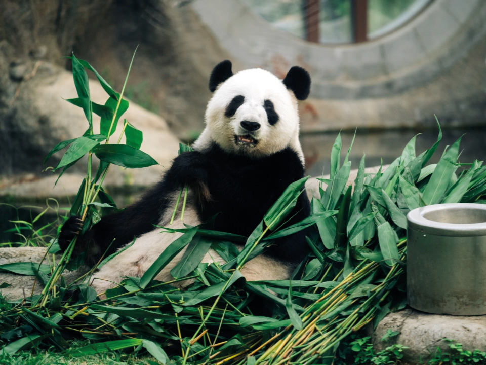 香港海洋公園的熊貓。