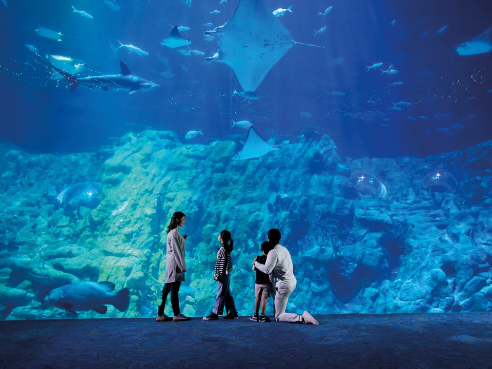 一家人參觀香港海洋公園水族館。