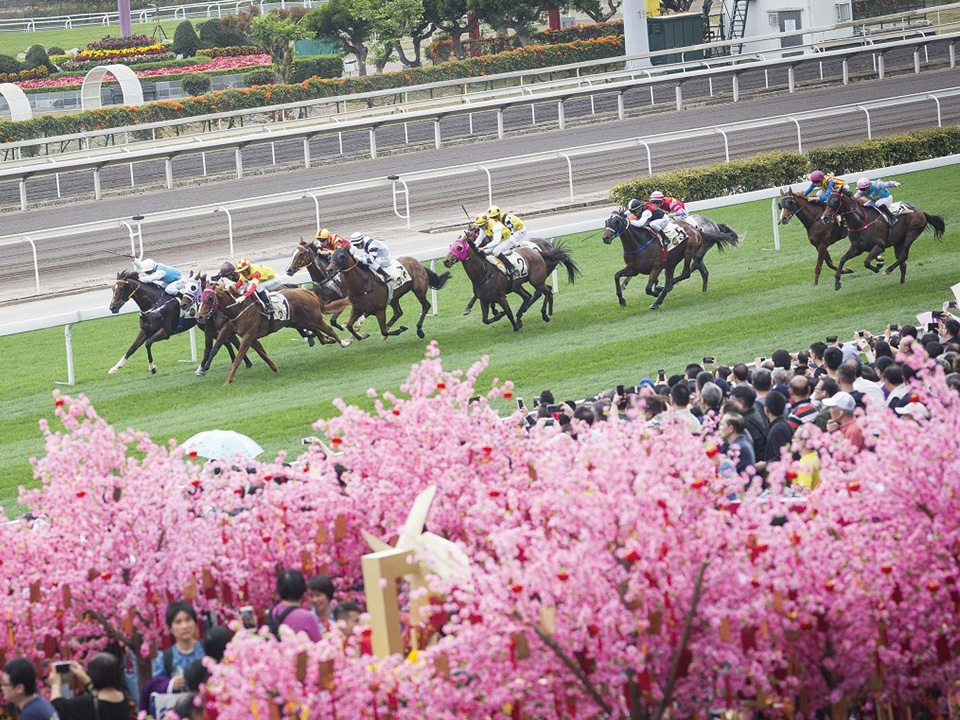 沙田馬場的賽馬活動。