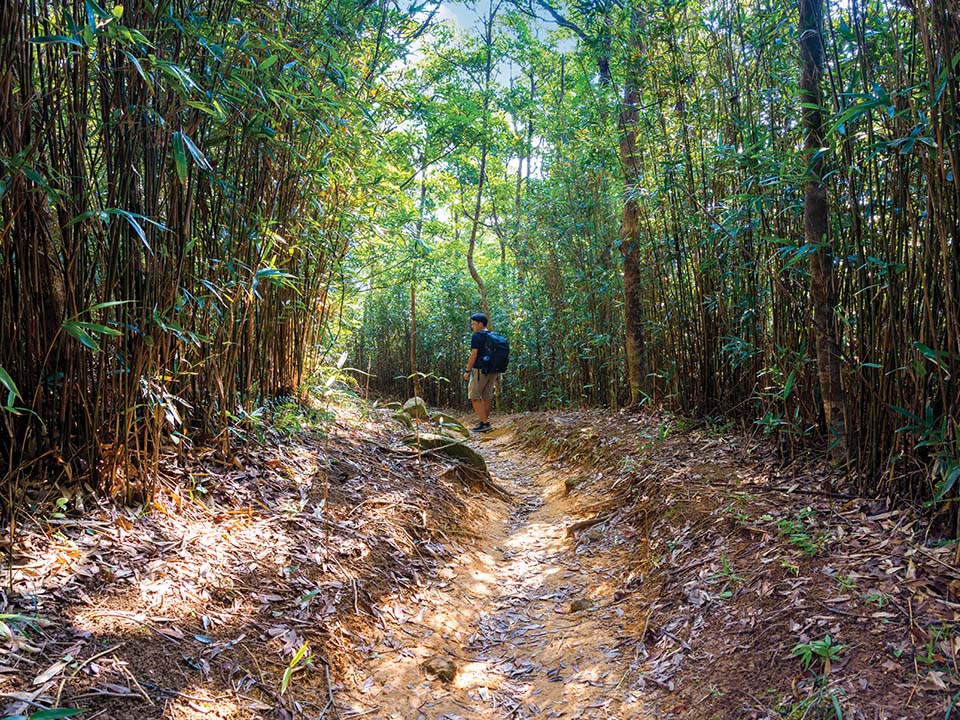 釣魚翁郊遊徑林蔭小徑