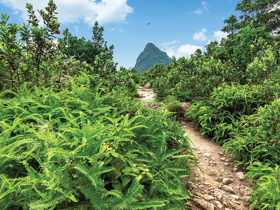 Passing through thickets of bamboo