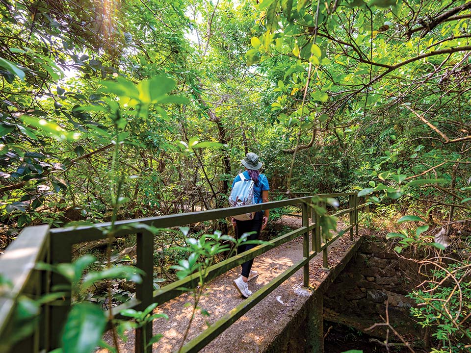 Verdure luxuriante à Pak Sha O
