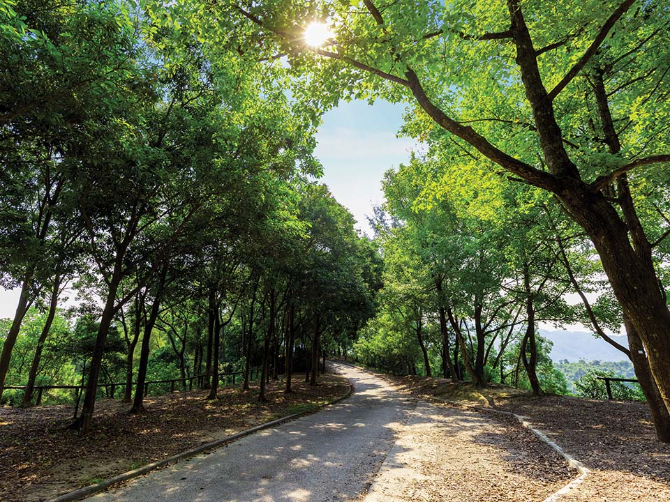 panorama Sweet Gum Woods yang sangat bagus untuk foto