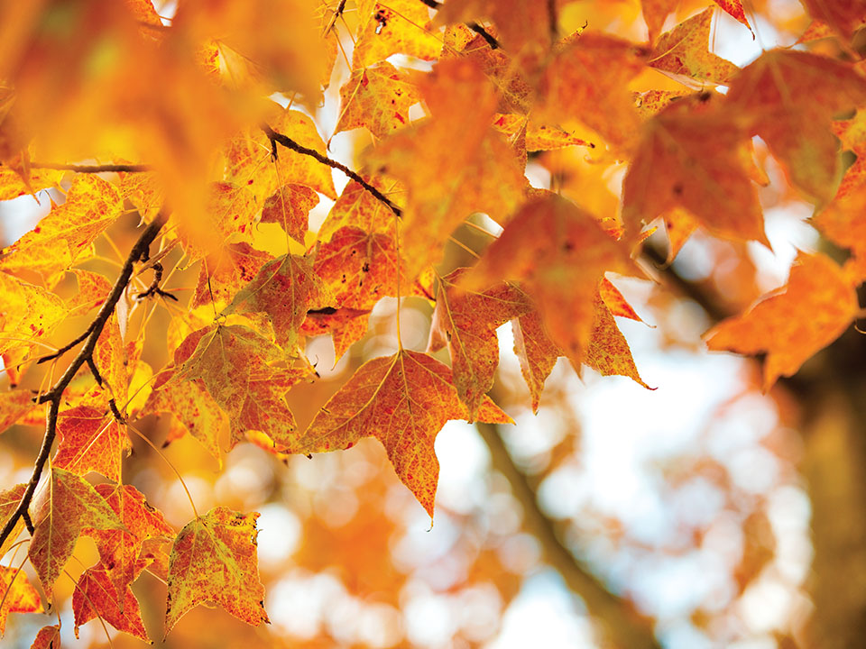Fiery coloured Sweet Gum Leaves