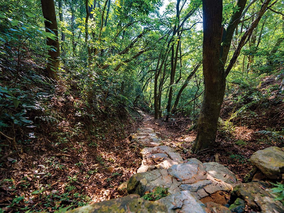 A leafy land of dense banana groves