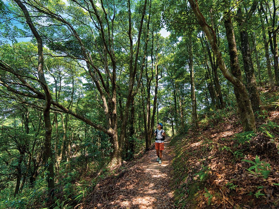 山徑沿途的茂密山谷