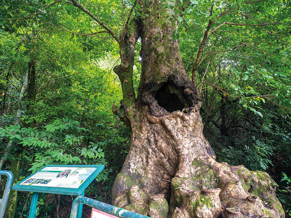 風水林（‘Fung Shui’ Woods）1