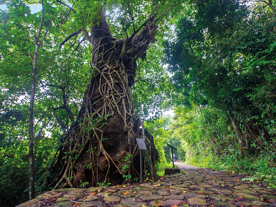 風水林（‘Fung Shui’ Woods）2