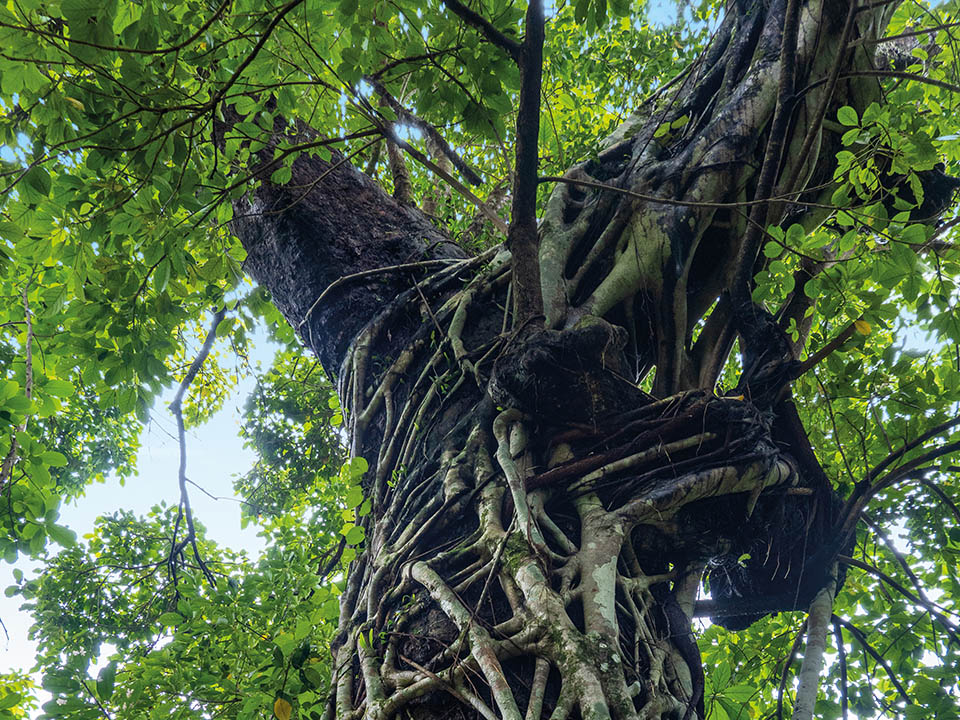 風水林（‘Fung Shui’ Woods）4