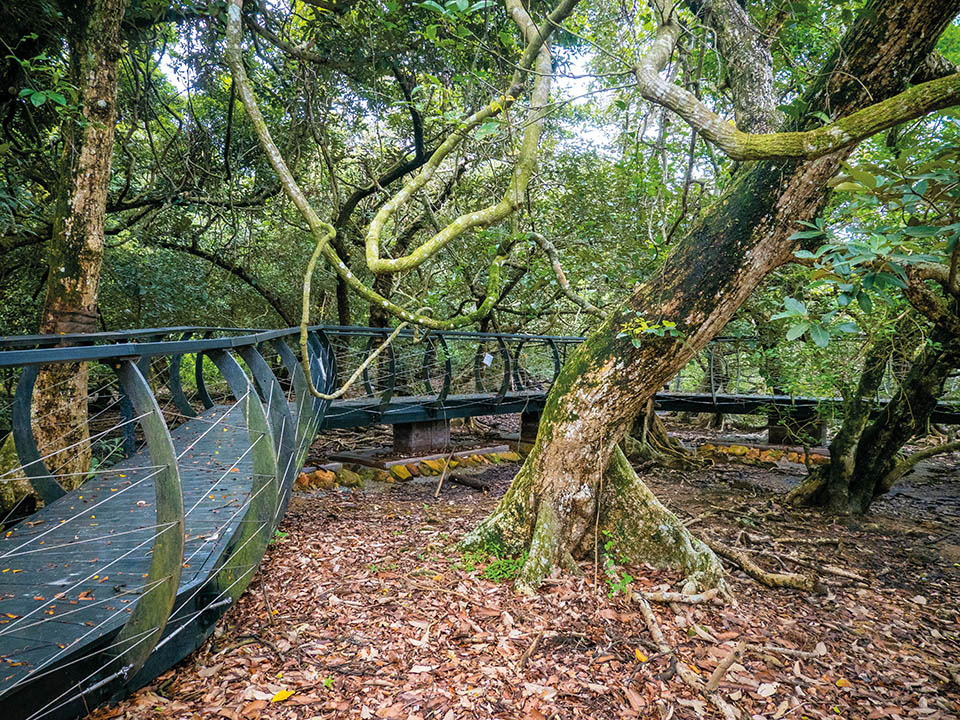 White-flowered Derris Boardwalk 3