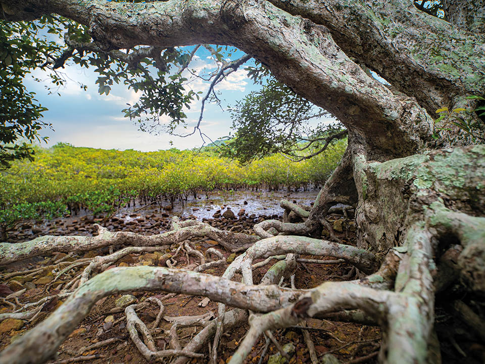 Coastal Heritiera and Mangroves 1