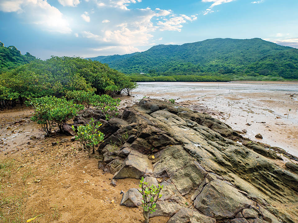 銀葉古林と紅樹林（Coastal Heritiera and Mangroves）2