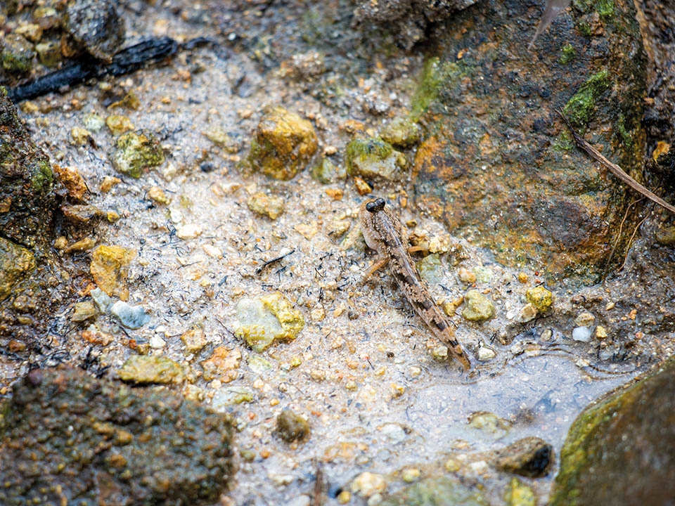 Coastal Heritiera and Mangroves 3