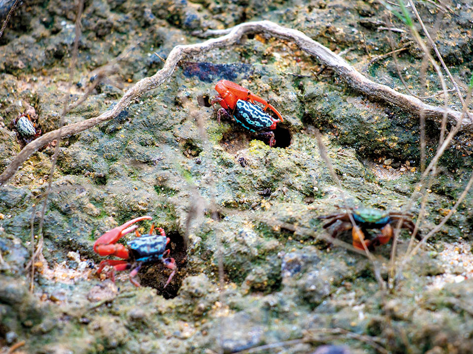 銀葉古林と紅樹林（Coastal Heritiera and Mangroves）4