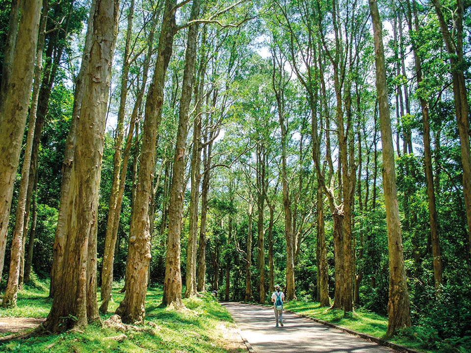 Paperbark Tree Corridor, Hiking