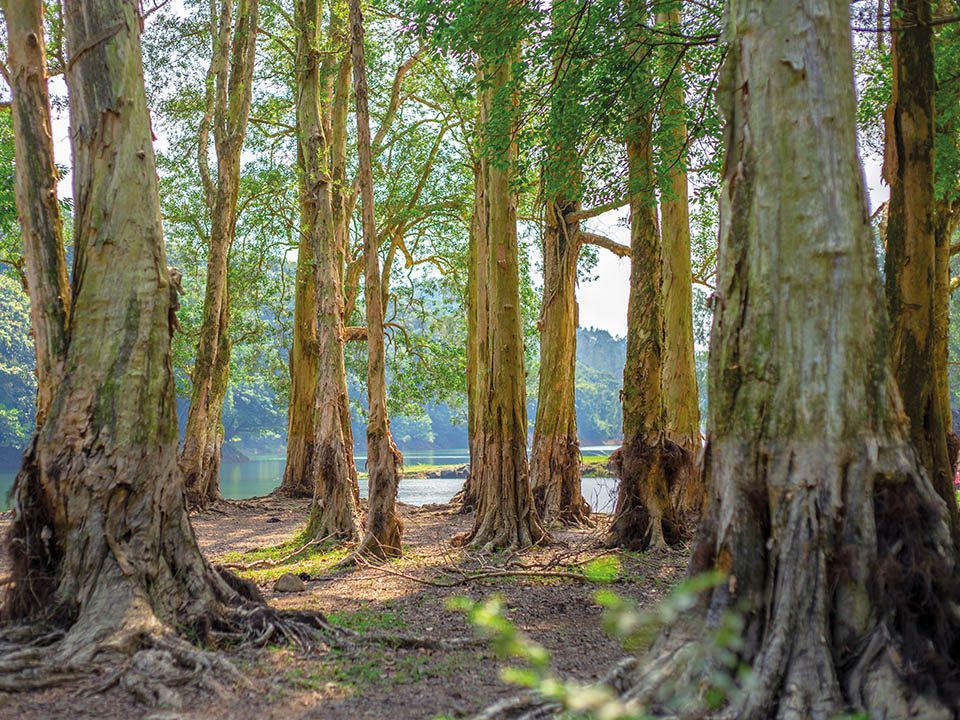 Shing Mun Reservoir, Monkeys