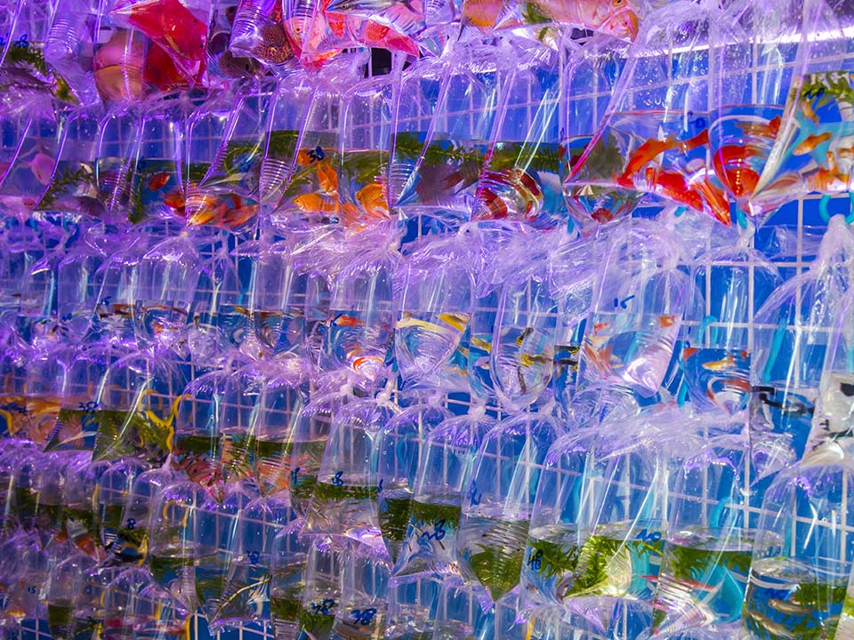 金魚街五光十色,有韓國男團曾在此取景