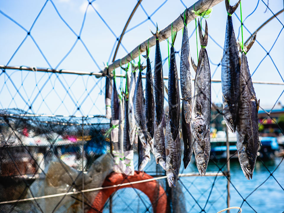 曬魚乾