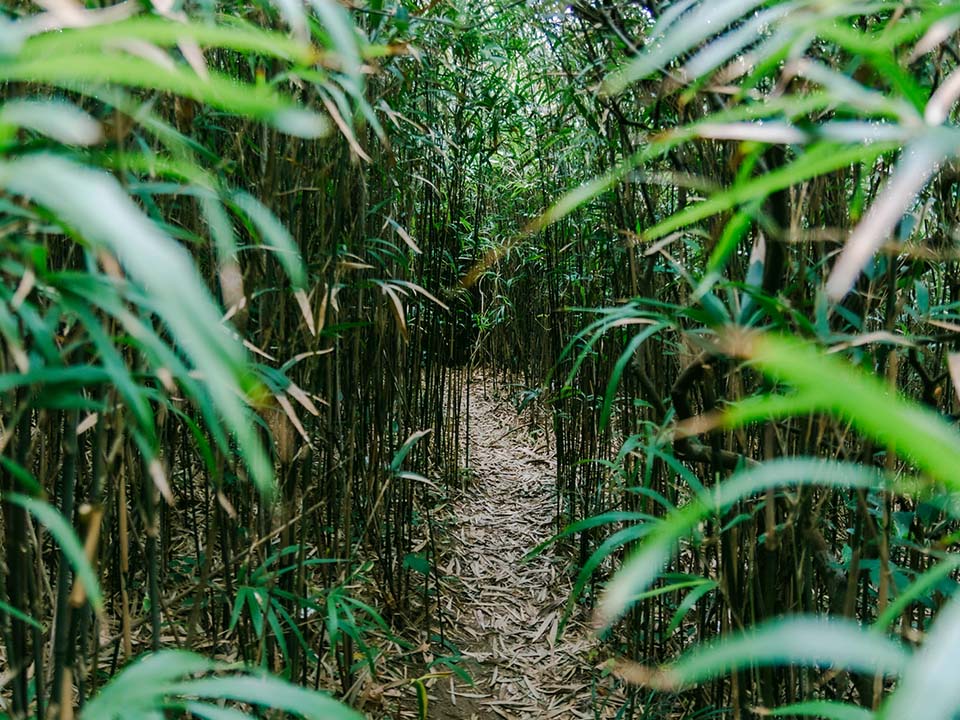 Bamboo forest