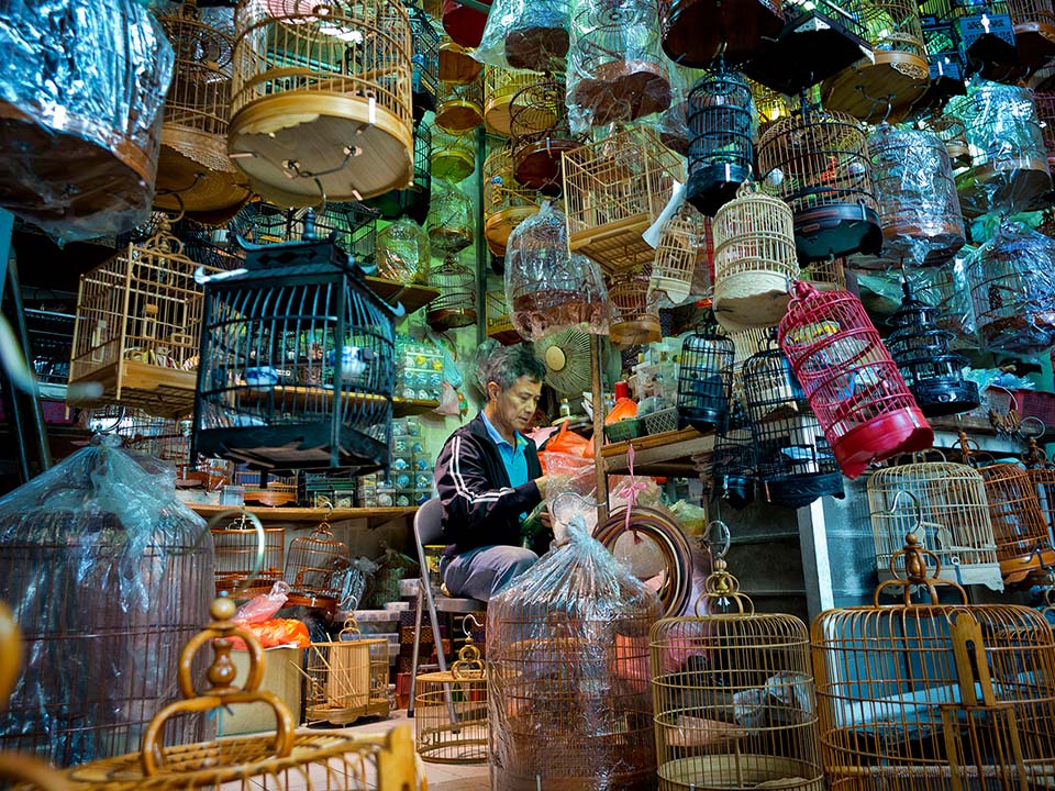 Making of the bamboo cage