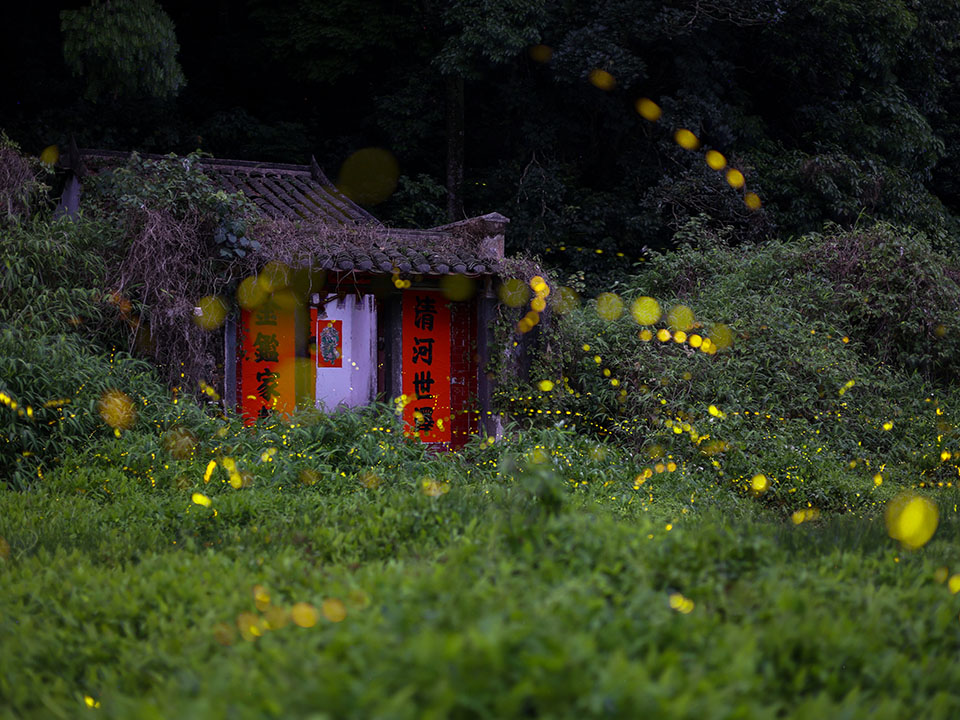 Find fireflies at Sha Lo Tung, Tai Po