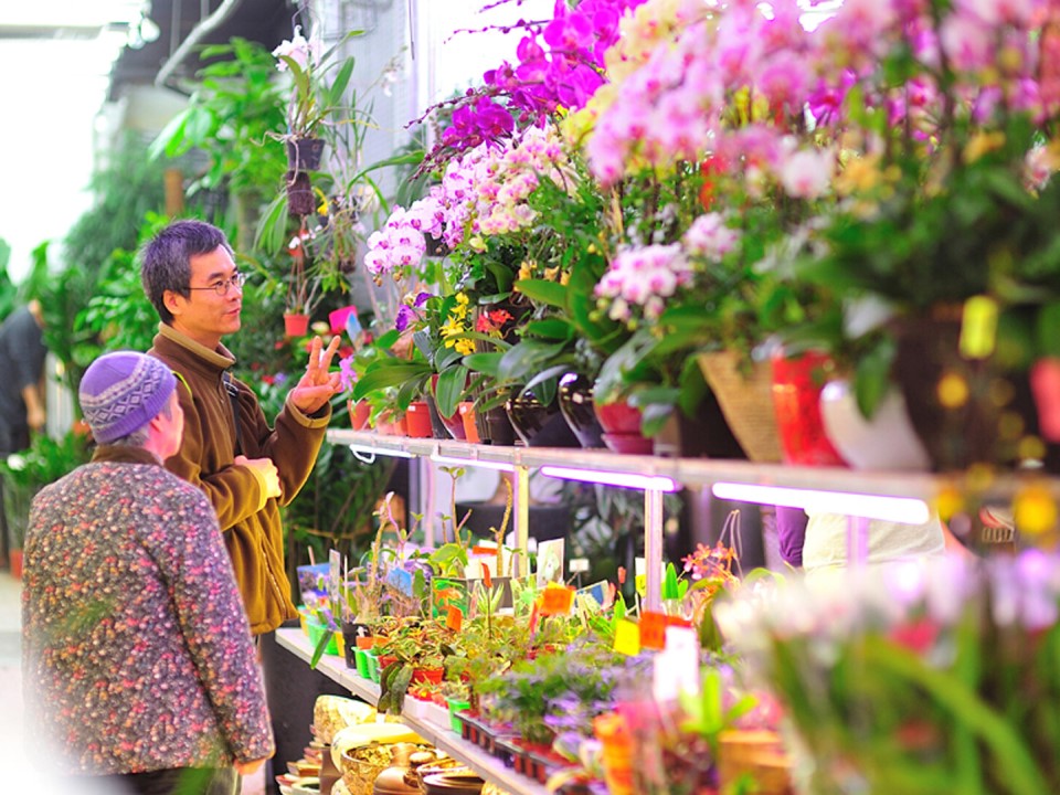 hong kong chinese new year flower