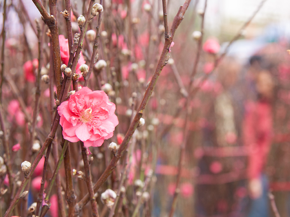 Peach blossoms are one of the most popular flowers during Chinese New Year. 