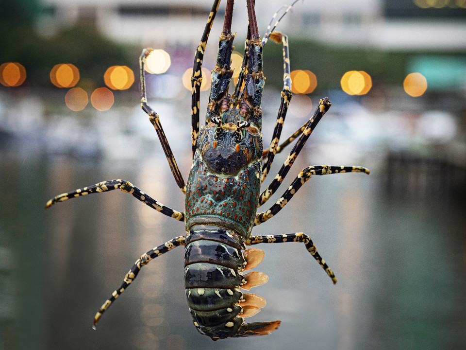 A live seasonal lobster caught by fishermen in Hong Kong. 