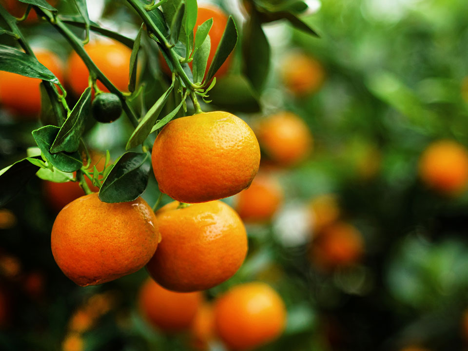 Tangerines