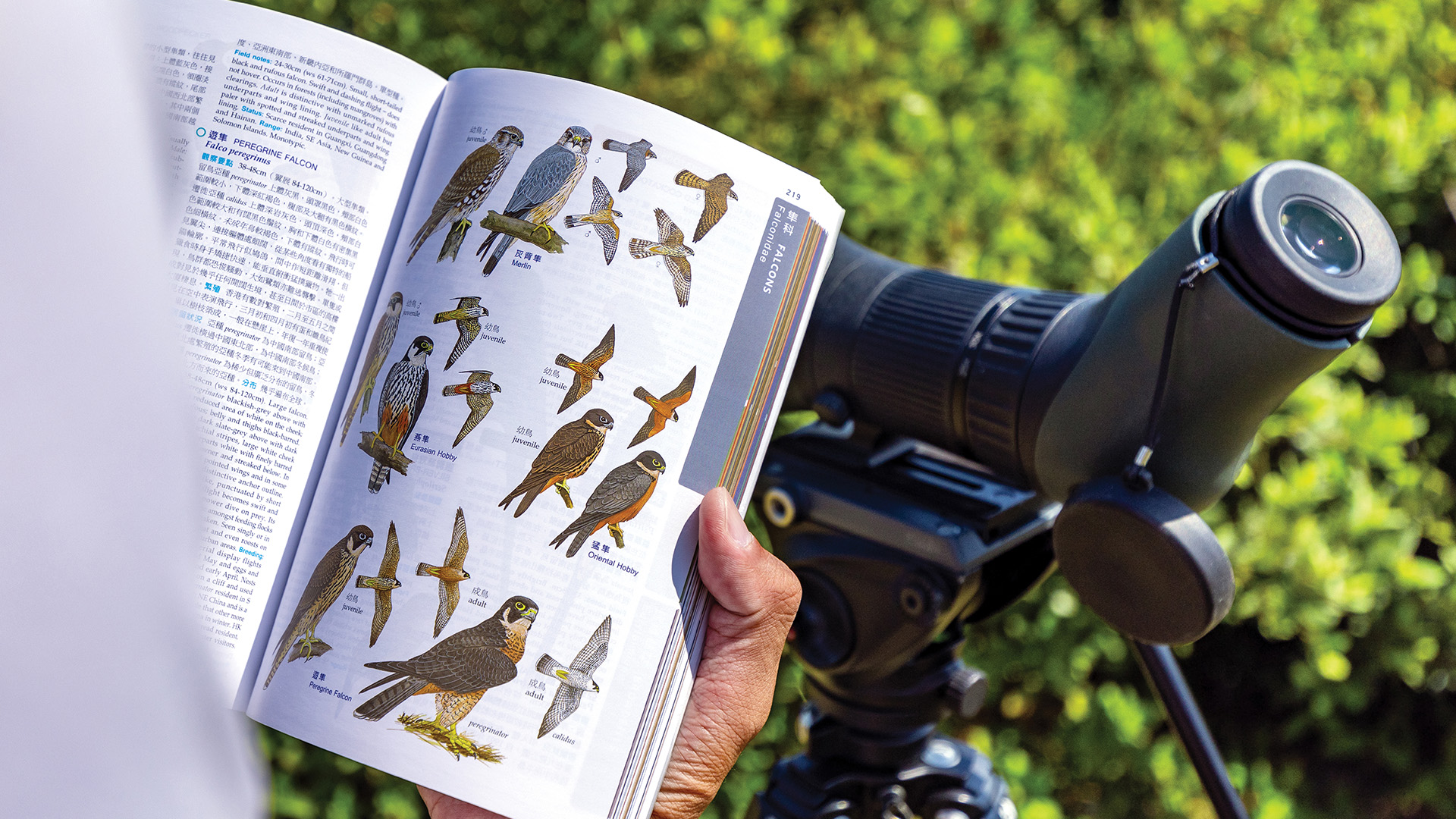 A Naturalist's Guide to the Birds of Hong Kong (Naturalist's