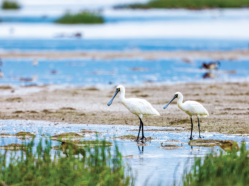 Schwarzgesicht-Löffler im Wattenmeer