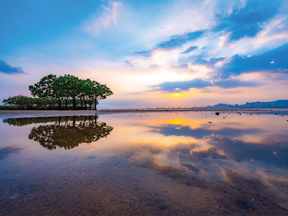 Watery Mirror in Mangrove under Sunset