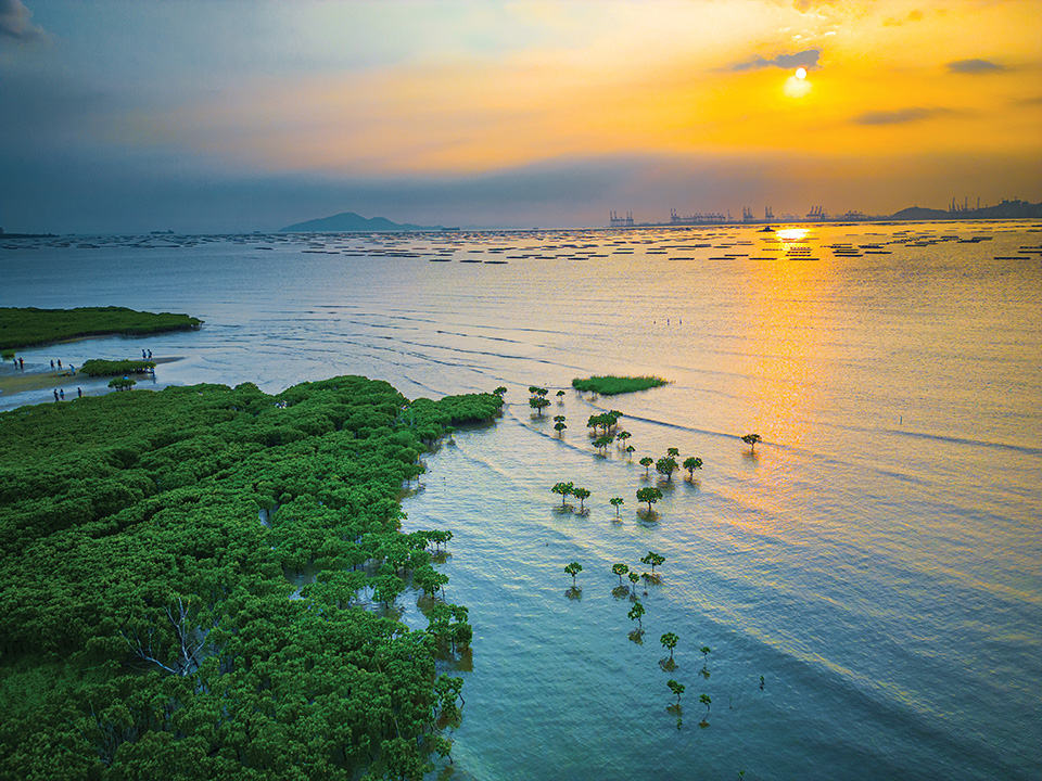 Aerial Shot of Mangrove in the Evening