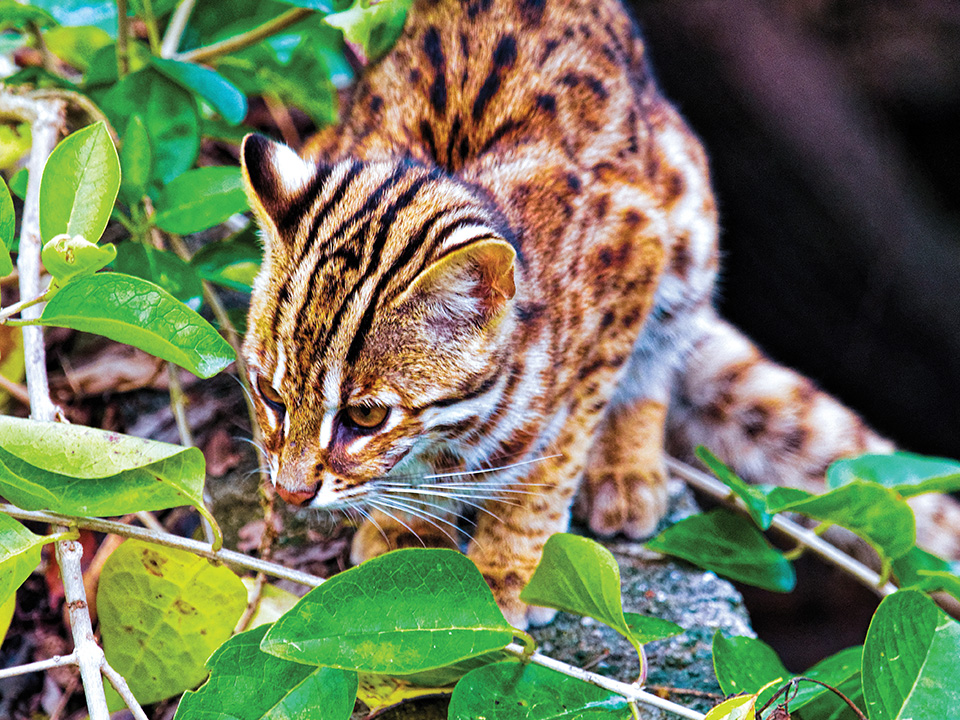 The rare black-spotted leopard cat is a protected species in Hong Kong
