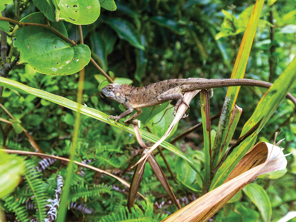 The Tai To Yan trail epitomises Hong Kong’s abundant biodiversity