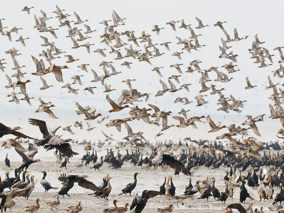 Wetland birds