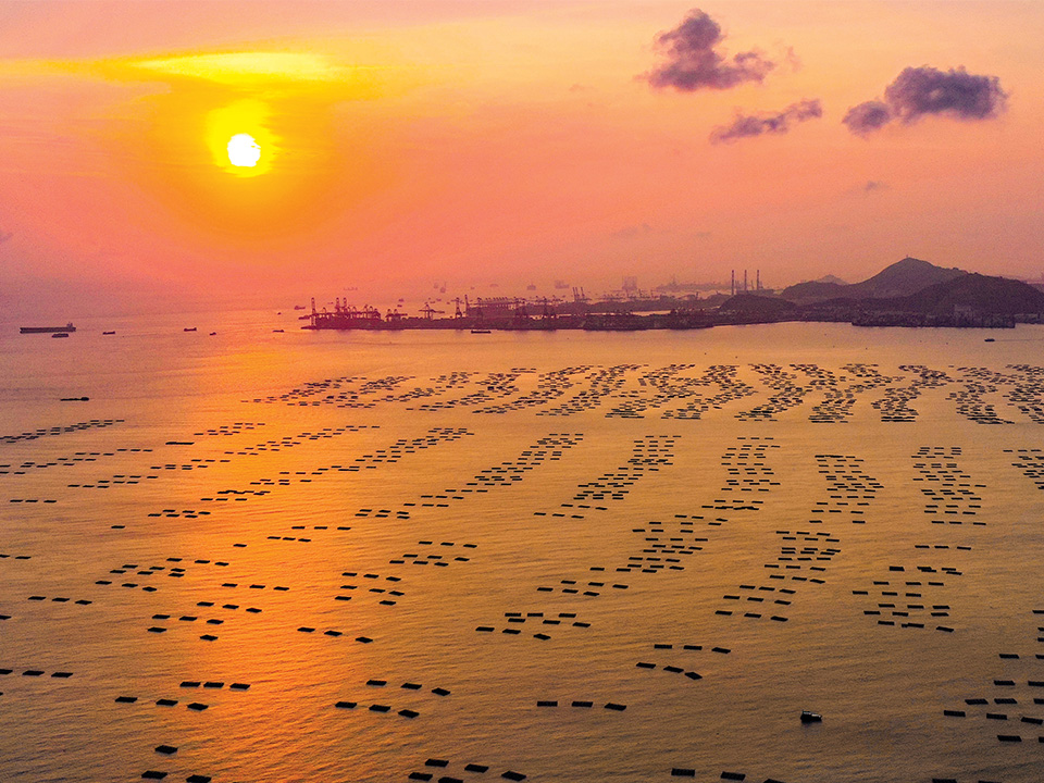 流浮山蠔田