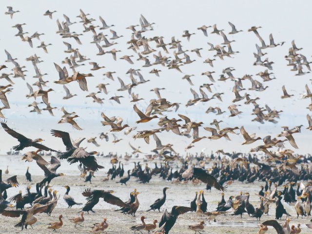 A paradise for migratory: Mai Po Nature Reserve