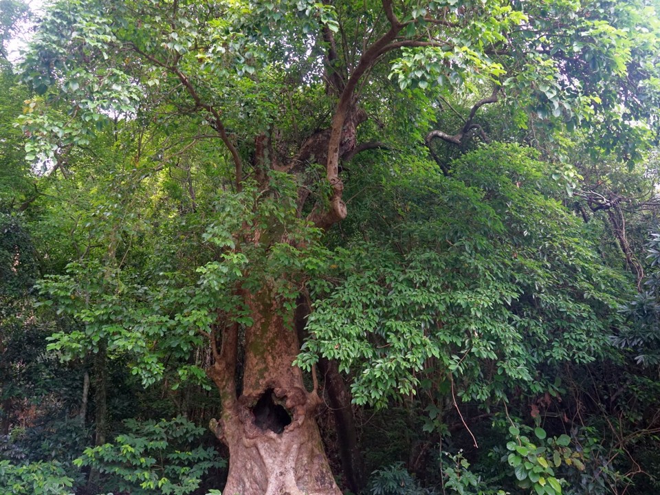 Hollow Maple and Five-Finger Camphor