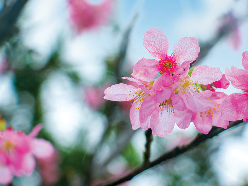 扶輪公園內的山櫻花