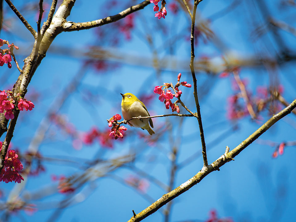Bird sitting on a branch