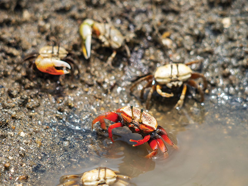 Close up of fiddler crab