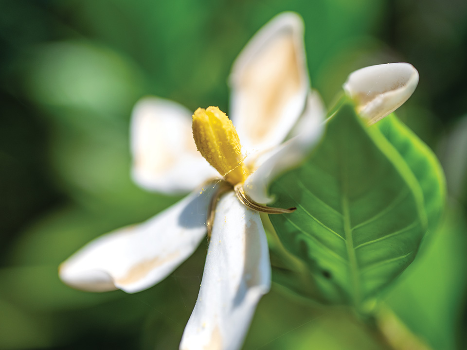 中草藥徑賞花