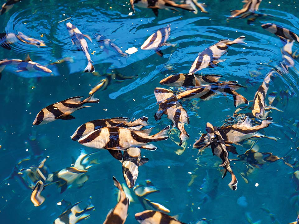 Variety of fishes at the fish raft